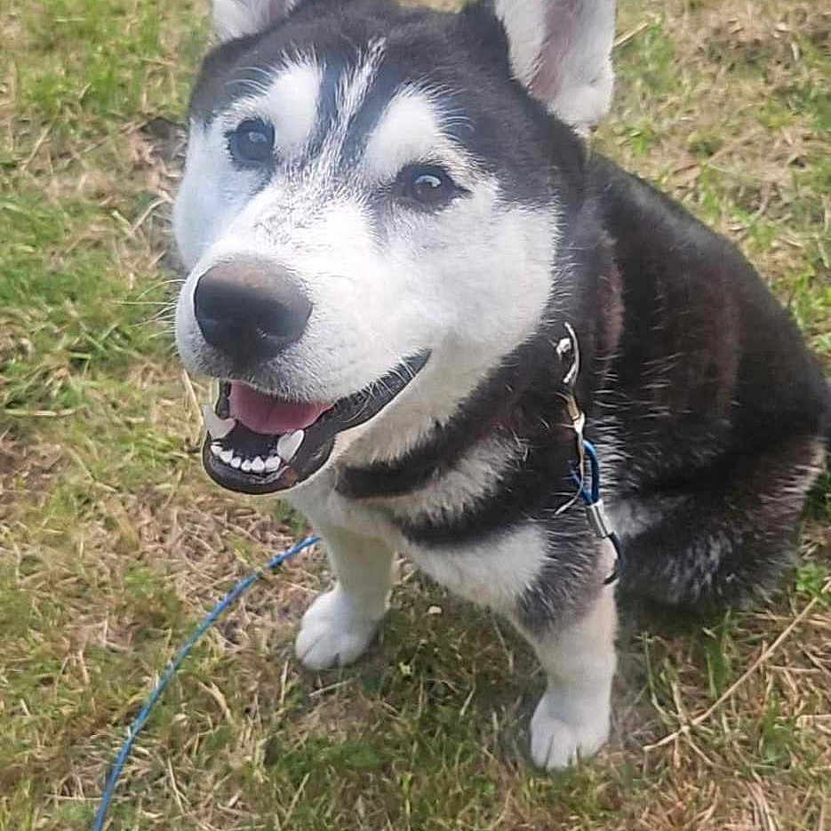 Demon Lucifer Wolf is registered to the contest to win money with this photo: accessories, animal, ball, canine, dog, eskimodog, football, grass, husky, leash, nature, outdoors, pet, plant, puppy, soccer, soccerball, sport, strap, whitedog