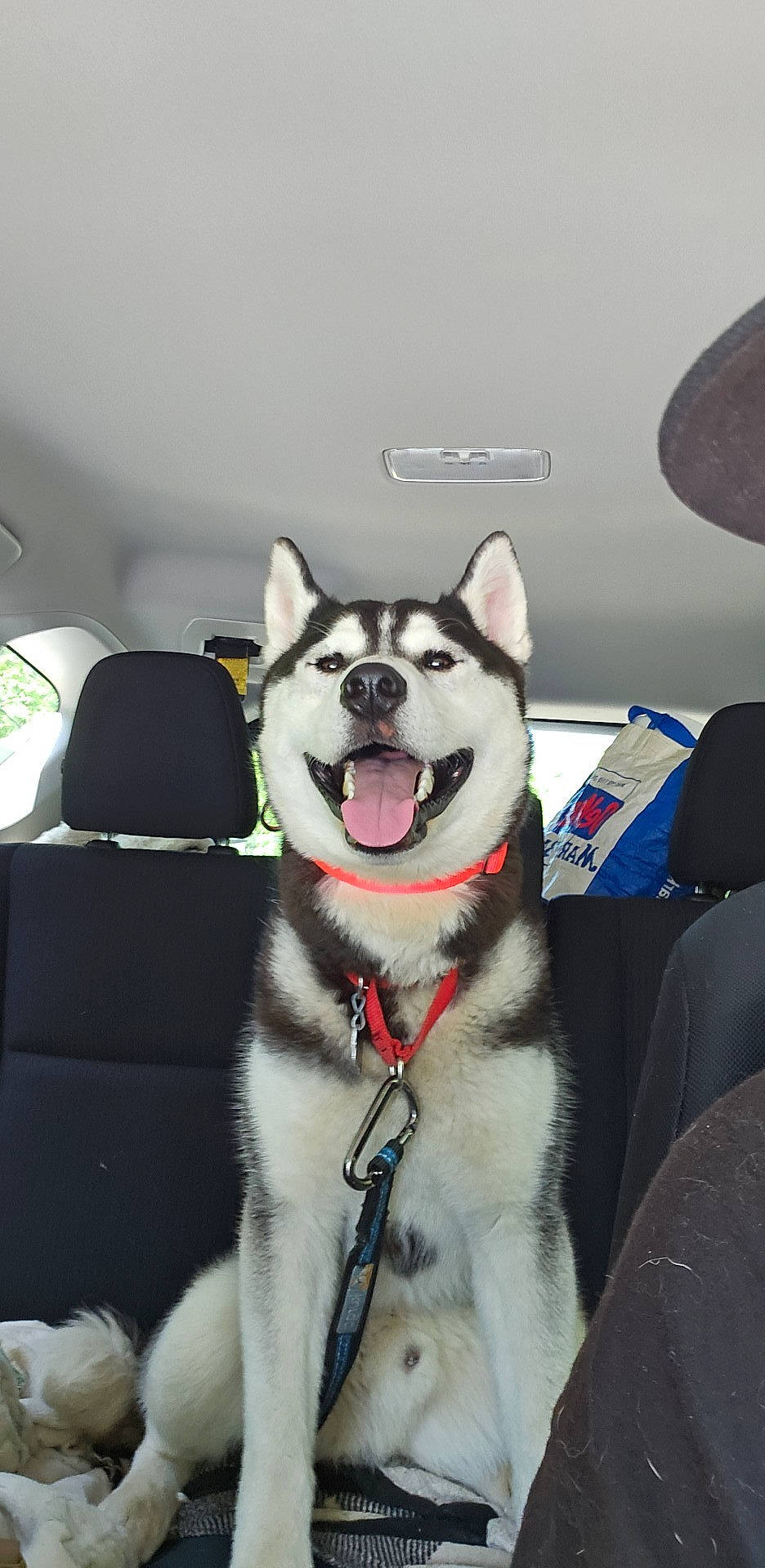 Demon Lucifer Wolf is registered to the contest to win money with this photo: canidae, car, carmine, carnivore, collar, companion_dog, dog, dog_breed, dog_collar, fashion_accessory, foot, fur, siberian_husky, sled_dog, snout, sporting_group, steering_wheel, window, working_animal, working_dog