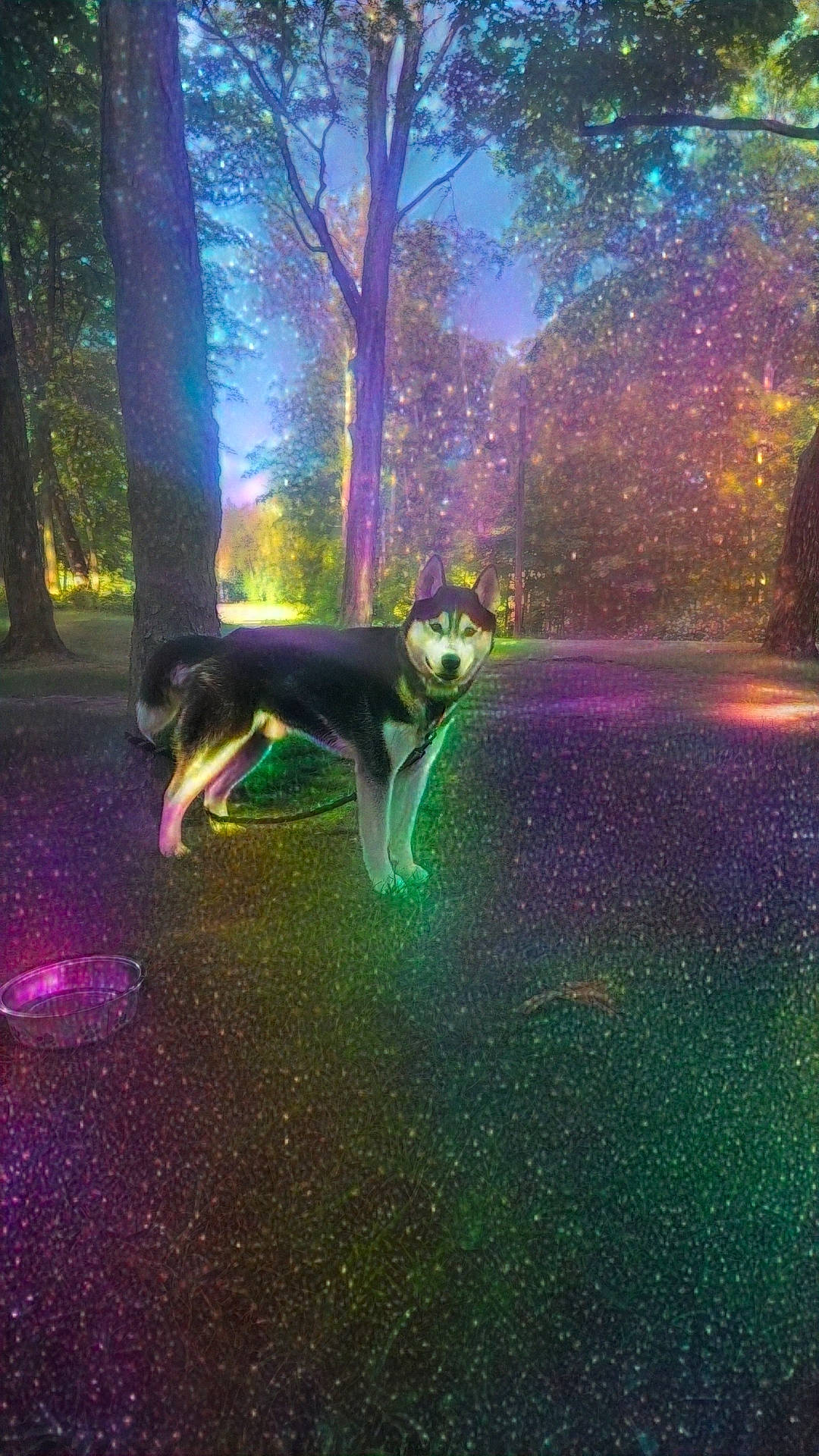 Demon Lucifer Wolf joined the competition — help win amazing prizes! art, carnivore, darkness, dog, electric_blue, fawn, forest, grass, landscape, lens_flare, magenta, midnight, natural_landscape, plant, sporting_group, sunlight, tail, tints_and_shades, tree, woodland