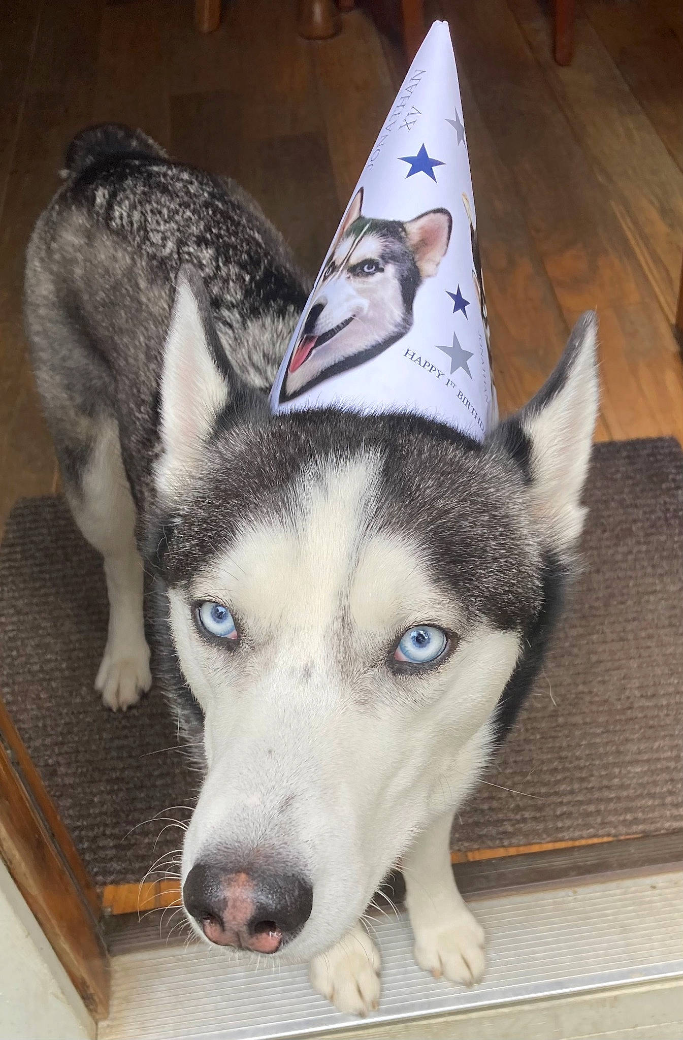 Link Wolf is registered to the contest to win money with this photo: canadian_eskimo_dog, canidae, canis, carnivore, companion_dog, dog, dog_breed, eye, fur, hardwood, non_sporting_group, recreation, sled_dog, snout, sporting_group, triangle, wolf, wood, working_animal, working_dog