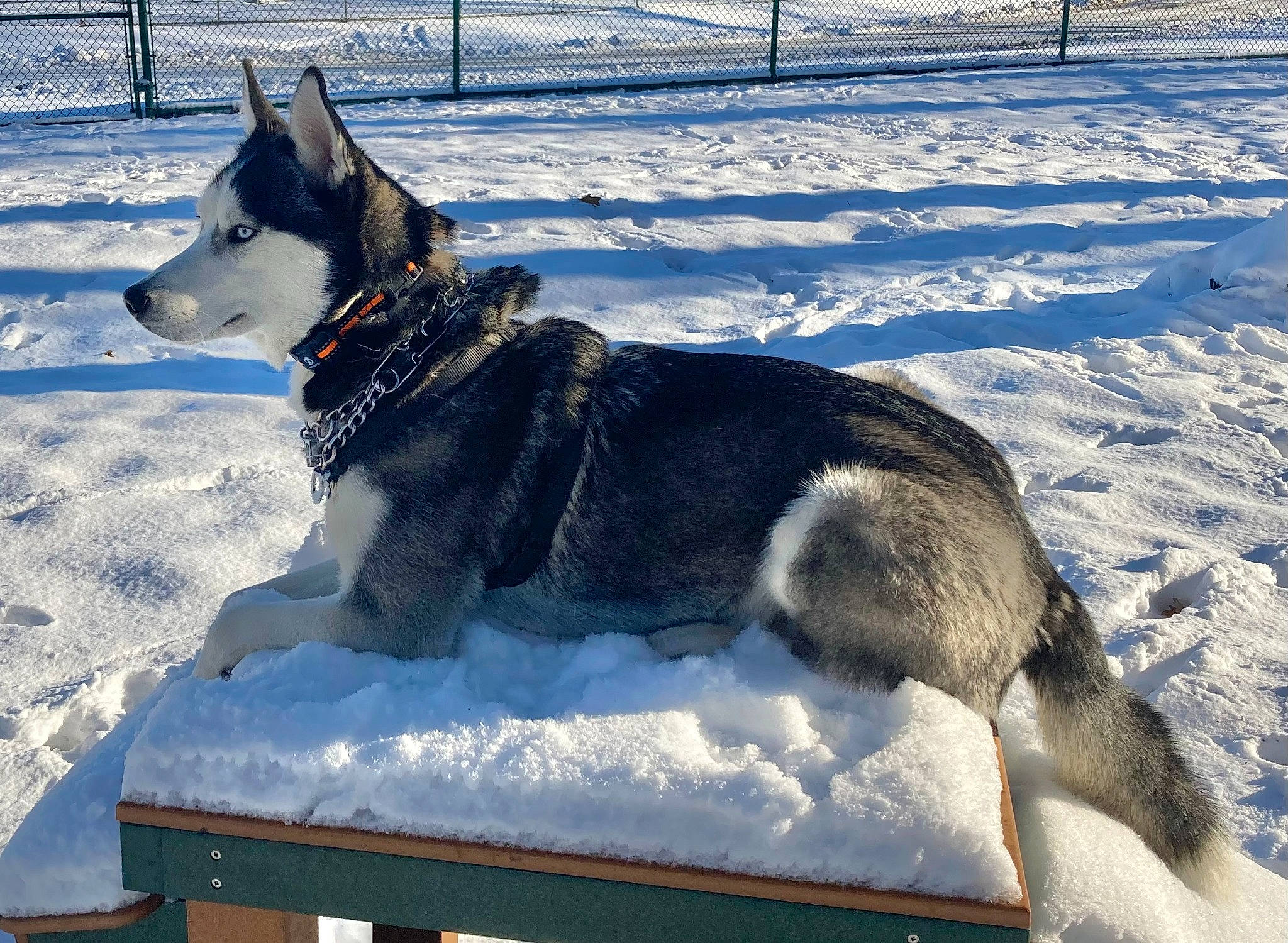 Link Wolf is registered to the contest to win money with this photo: canidae, carnivore, collar, dog, dog_breed, dog_supply, east_european_shepherd, fence, freezing, fur, herding_dog, pet_supply, recreation, sled_dog, snout, snow, sporting_group, vehicle, winter, working_animal