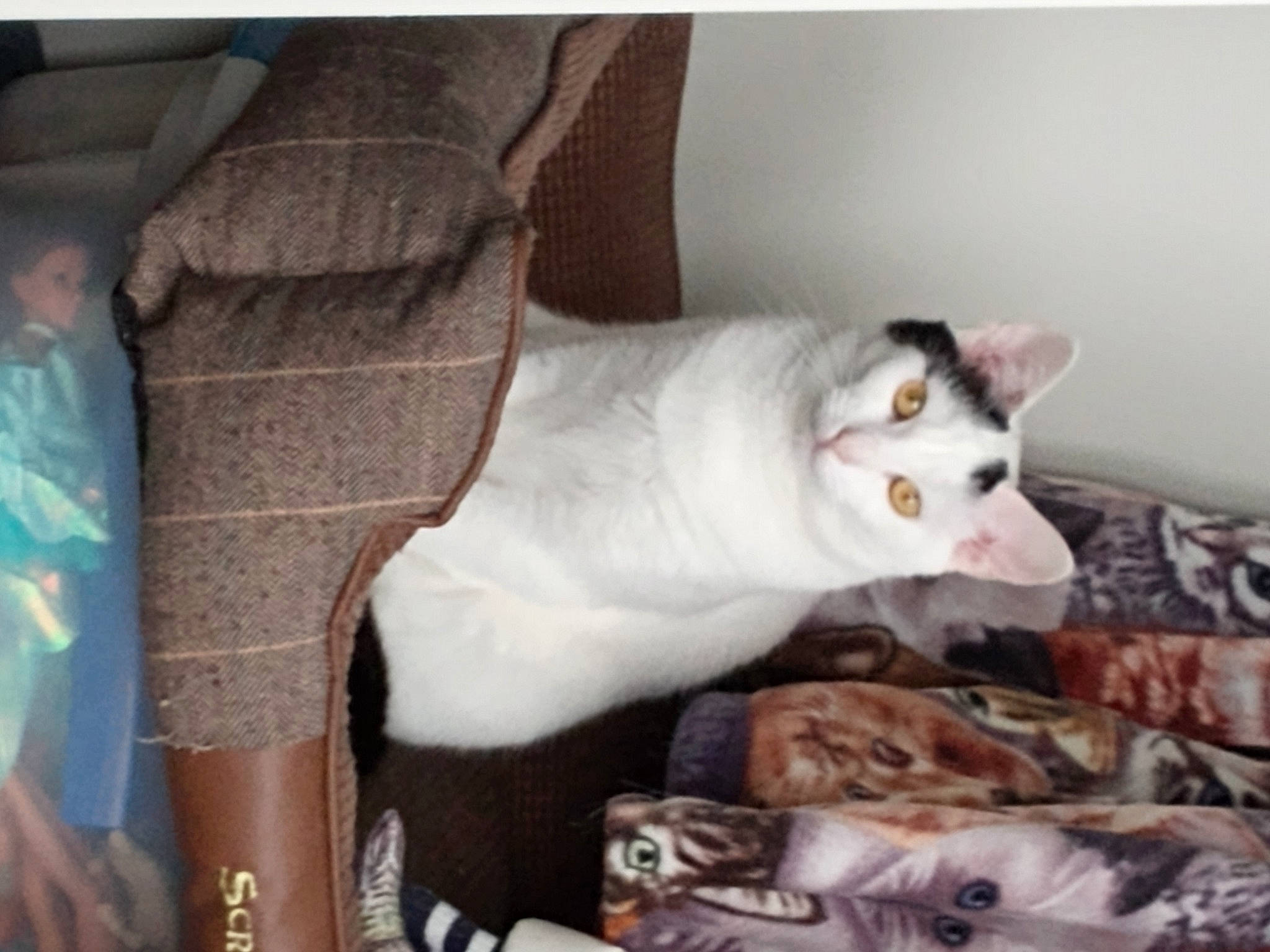 Mckenna is registered to the contest to win money with this photo: carnivore, cat, chair, comfort, domestic_short_haired_cat, fawn, felidae, fur, linens, paw, room, small_to_medium_sized_cats, snout, tail, whiskers, wood