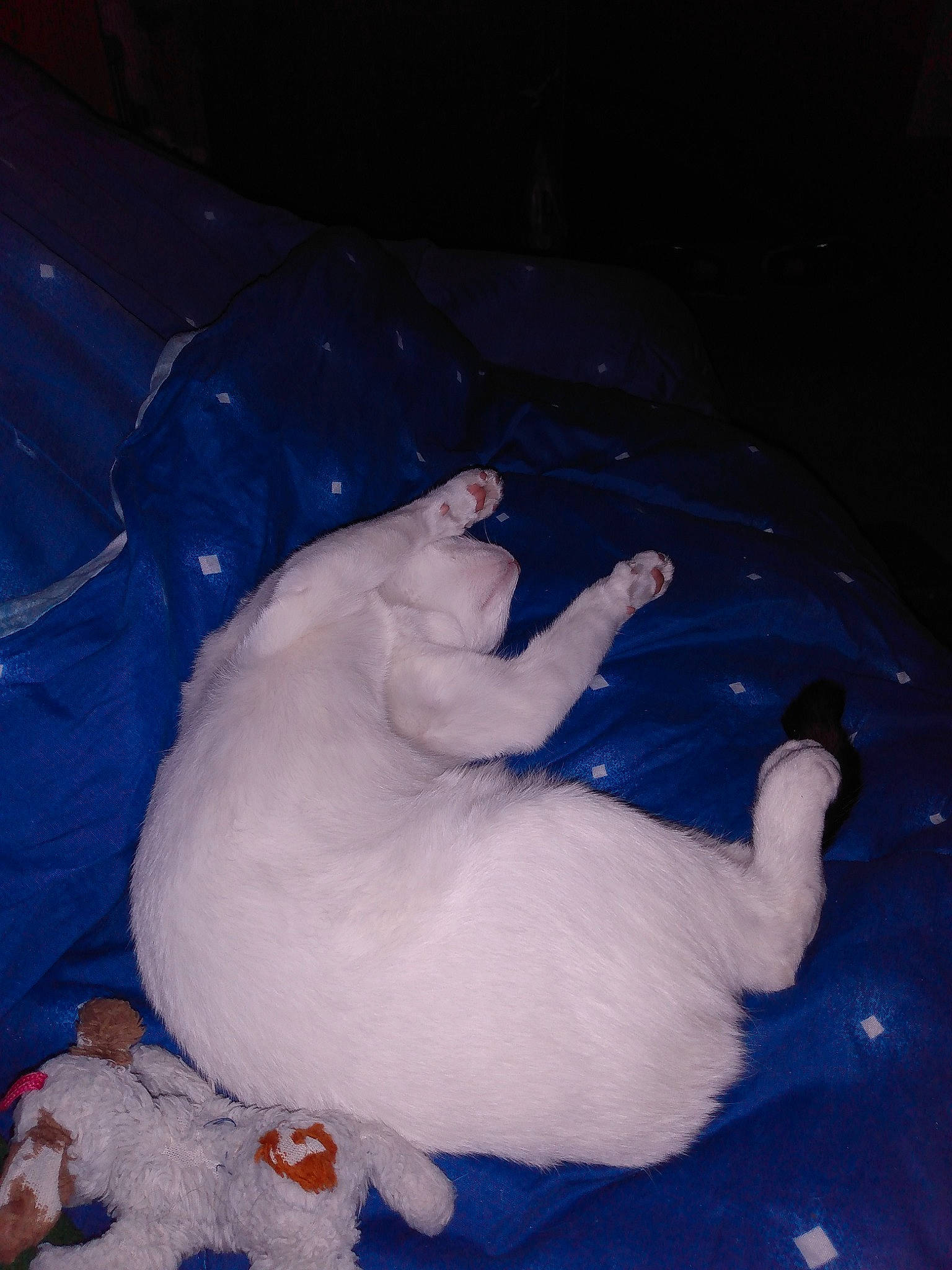 Mckenna is registered to the contest to win money with this photo: canidae, carnivore, cat, comfort, companion_dog, dog_breed, electric_blue, fawn, felidae, finger, foot, fur, gesture, hand, nail, small_to_medium_sized_cats, snout, sporting_group, tail, whiskers