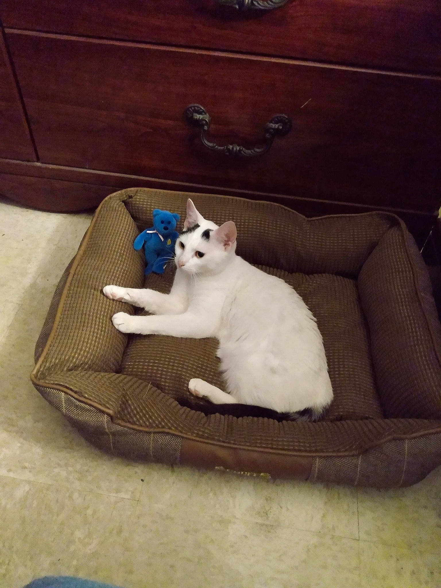 Mckenna joined the competition — help win amazing prizes! cabinetry, canidae, carnivore, cat, cat_supply, chest_of_drawers, comfort, companion_dog, couch, dog_breed, fawn, felidae, flooring, fur, hardwood, linens, small_to_medium_sized_cats, tail, whiskers, wood