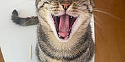 Kiara a rejoint le concours — aidez-le/la à gagner de superbes lots ! bottle, cat, domestic_cat, ears, feline, fur, home, household_items, indoor, mouth_open, mug, pet, remote_control, striped, tabby_cat, table, tongue, whiskers, wooden_floor, yawning
