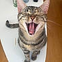 bottle, cat, domestic_cat, ears, feline, fur, home, household_items, indoor, mouth_open, mug, pet, remote_control, striped, tabby_cat, table, tongue, whiskers, wooden_floor, yawning