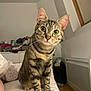 Kiara a rejoint le concours — aidez-le/la à gagner de superbes lots ! animal, bed, bedroom, cat, cozy, curious, cute, domestic_animal, ears, feline, fur, green_eyes, household, indoor, looking_at_camera, mammal, pet, resting, tabby, whiskers