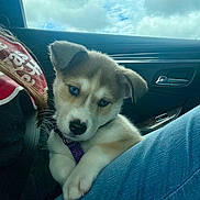 Loki is registered to the contest to win money with this photo: blue_eyes, car_interior, cloudy_sky, collar, comfort, companion, cute, dog, ears, fur, human, jeans, lap, looking, pet, puppy, seatbelt, snout, travel, young_dog