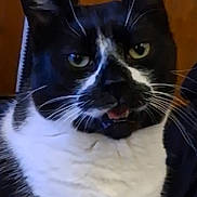 Penpen joined the competition — help win amazing prizes! cat, black_and_white, close_up, animal, pet, whiskers, ears, eyes, mouth, fur, indoor, video_screenshot, video_controls, thumbnail_strip, curious, feline, portrait, domestic_cat, looking, background