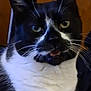 cat, black_and_white, close_up, animal, pet, whiskers, ears, eyes, mouth, fur, indoor, video_screenshot, video_controls, thumbnail_strip, curious, feline, portrait, domestic_cat, looking, background