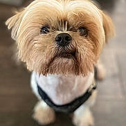 Walter is registered to the contest to win money with this photo: dog, small_dog, fluffy, close_up, pet, canine, curious, brown_fur, black_nose, indoor, wooden_floor, harness, cute, animal, portrait, looking_up, furry, domestic_animal, friendly, companion