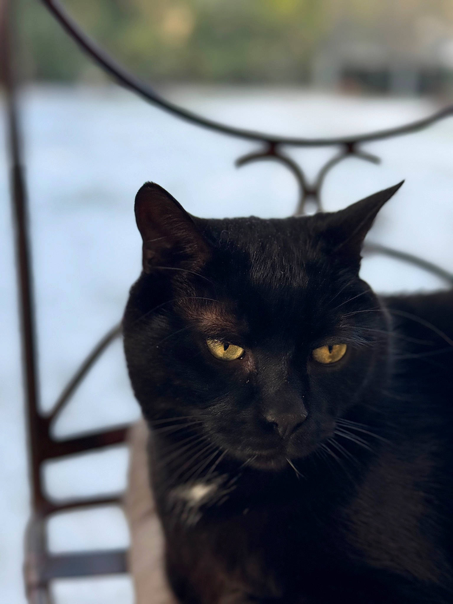 Rocky participe au concours pour gagner de l'argent avec cette photo : black_cat, bombay, carnivore, cat, domestic_short_haired_cat, felidae, fur, grass, monochrome_photography, small_to_medium_sized_cats, snout, tail, terrestrial_animal, tree, twig, whiskers, wildlife, window, winter