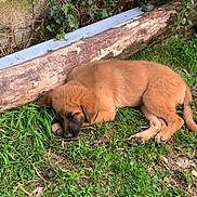 Mizuki participe au concours pour gagner de l'argent avec cette photo : puppy, dog, sleeping, grass, log, outdoor, nature, greenery, canine, fur, relaxation, animal, peaceful, young, pet, mammal, resting, brown, cute, adorable