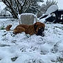 dog, snow, outdoor, winter, plastic_chair, table, tree, grass, cold, nature, animal, laying_down, brown_dog, snowfall, garden, fence, daytime, winter_climate, quiet, peaceful