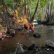Mizuki participe au concours pour gagner de l'argent avec cette photo : adventure, animal, bark, canine, creek, daylight, dog, forest, greenery, nature, outdoor, paw, river, rocks, stream, sunlight, trees, water, wilderness, wildlife
