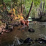 adventure, animal, bark, canine, creek, daylight, dog, forest, greenery, nature, outdoor, paw, river, rocks, stream, sunlight, trees, water, wilderness, wildlife