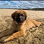 puppy, dog, beach, sand, outdoor, cloudy_sky, tongue_out, happy, fluffy, canine, animal, nature, lying_down, cute, young_dog, smiling, summer, pet, landscape, daytime