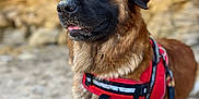 Mizuki a rejoint le concours — aidez-le/la à gagner de superbes lots ! animal, background, beach, brown_fur, canine, close_up, dog, ears, fur, leash, nature, outdoor, pet, portrait, red_harness, relaxed, resting, sand, snout, sunlight