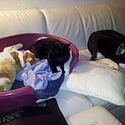 Inuk participe au concours pour gagner de l'argent avec cette photo :