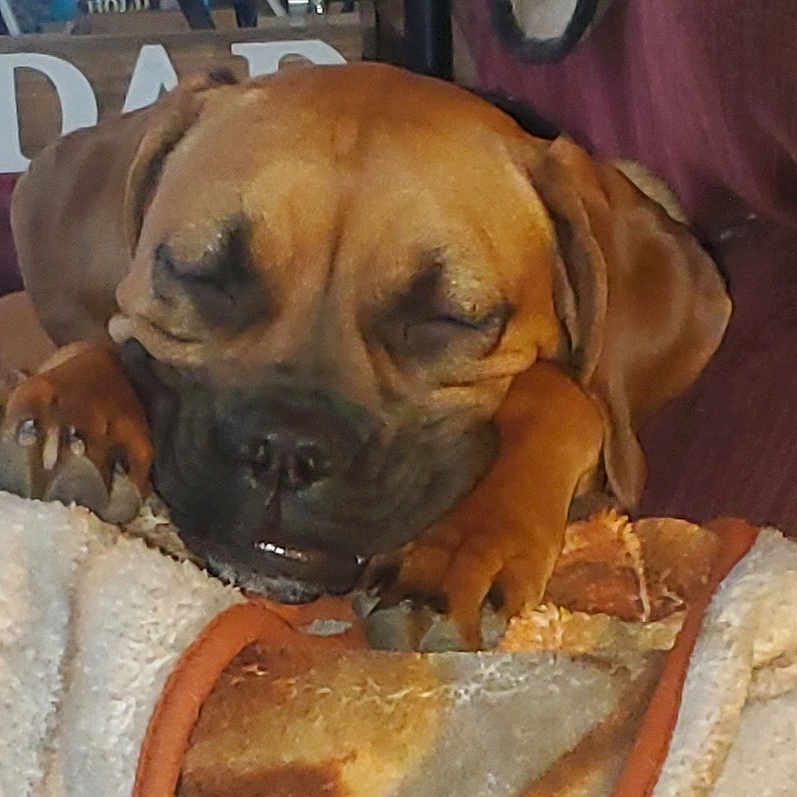Chloe joined the competition — help win amazing prizes! bored, carnivore, companion_dog, dog, dog_breed, dog_supply, fawn, pet_supply, snout, sporting_group, whiskers, working_dog
