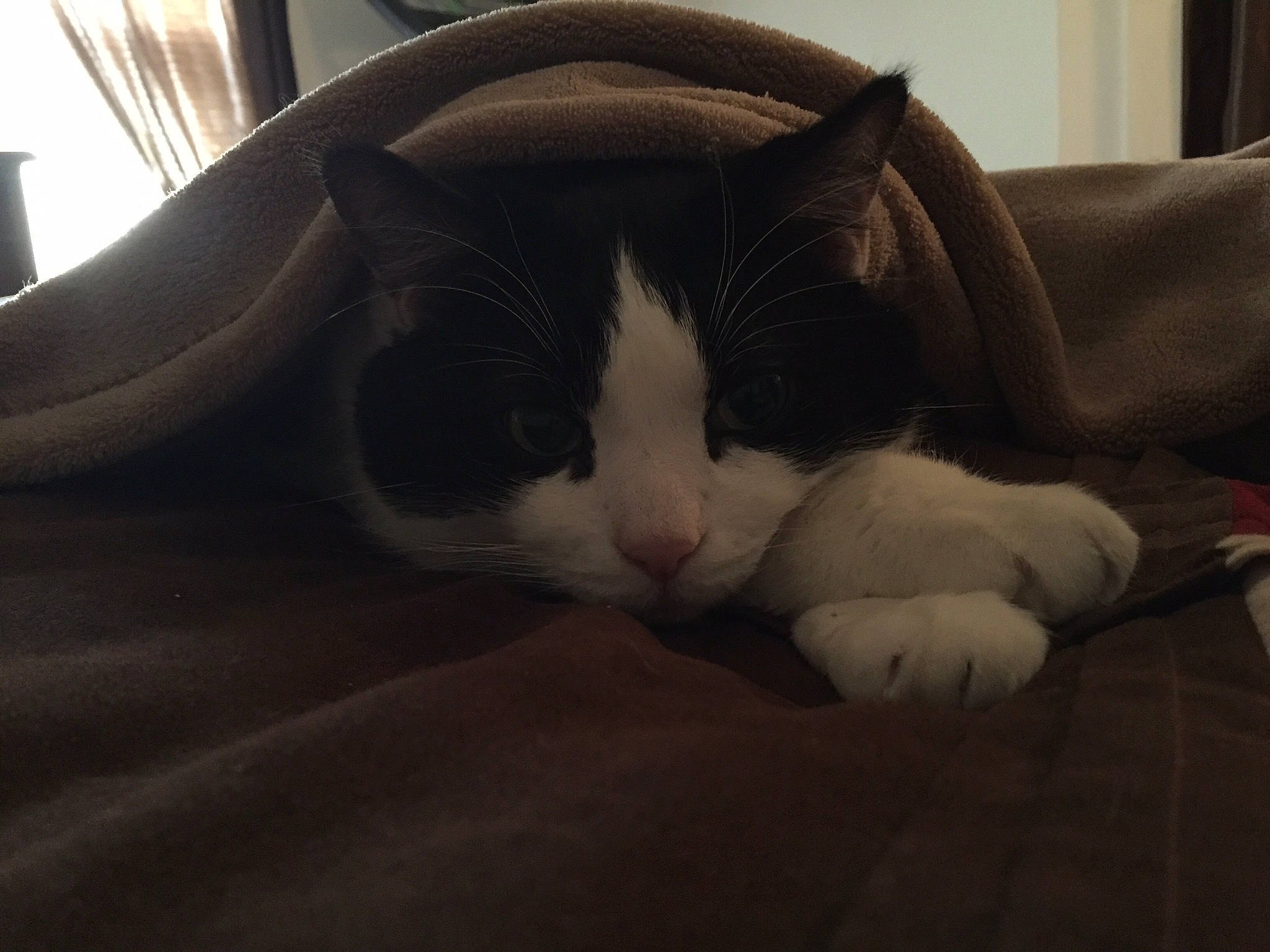 Tipper joined the competition — help win amazing prizes! carnivore, cat, ear, eye, felidae, fur, furniture, kitten, nap, nose, paw, polydactyl_cat, shoe, sky, sleep, small_to_medium_sized_cats, snout, tail, whiskers