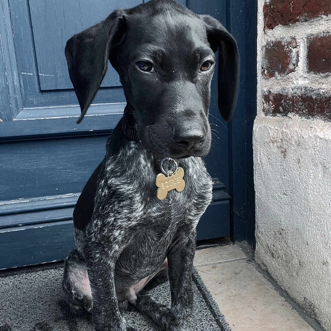 Elyos a rejoint le concours — aidez-le/la à gagner de superbes lots ! animal, black, blue_door, bone_tag, brick_wall, collar, cute, dog, door, doormat, outdoor, pet, portrait, puppy, sitting, speckled, tile_floor, waiting, white, young_dog