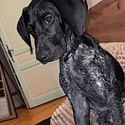 Elyos participe au concours pour gagner de l'argent avec cette photo : animal, bed, black_dog, blanket, canine, collar, cozy, curious, dog, domestic_animal, door, floor, floppy_ears, indoor, pet, portrait, resting, speckled_fur, wooden_furniture, young_dog