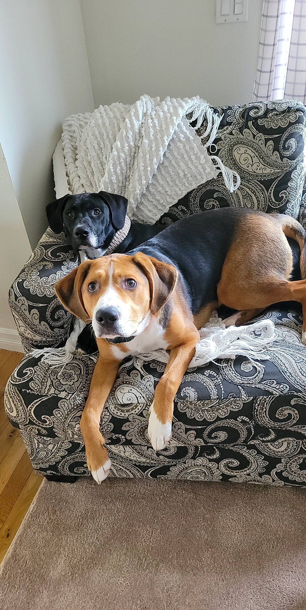 Amos joined the competition — help win amazing prizes! ball, carnivore, chair, comfort, companion_dog, couch, dog, dog_breed, dog_supply, fawn, floor, flooring, hardwood, linens, living_room, pattern, scent_hound, sporting_group, wood, working_animal