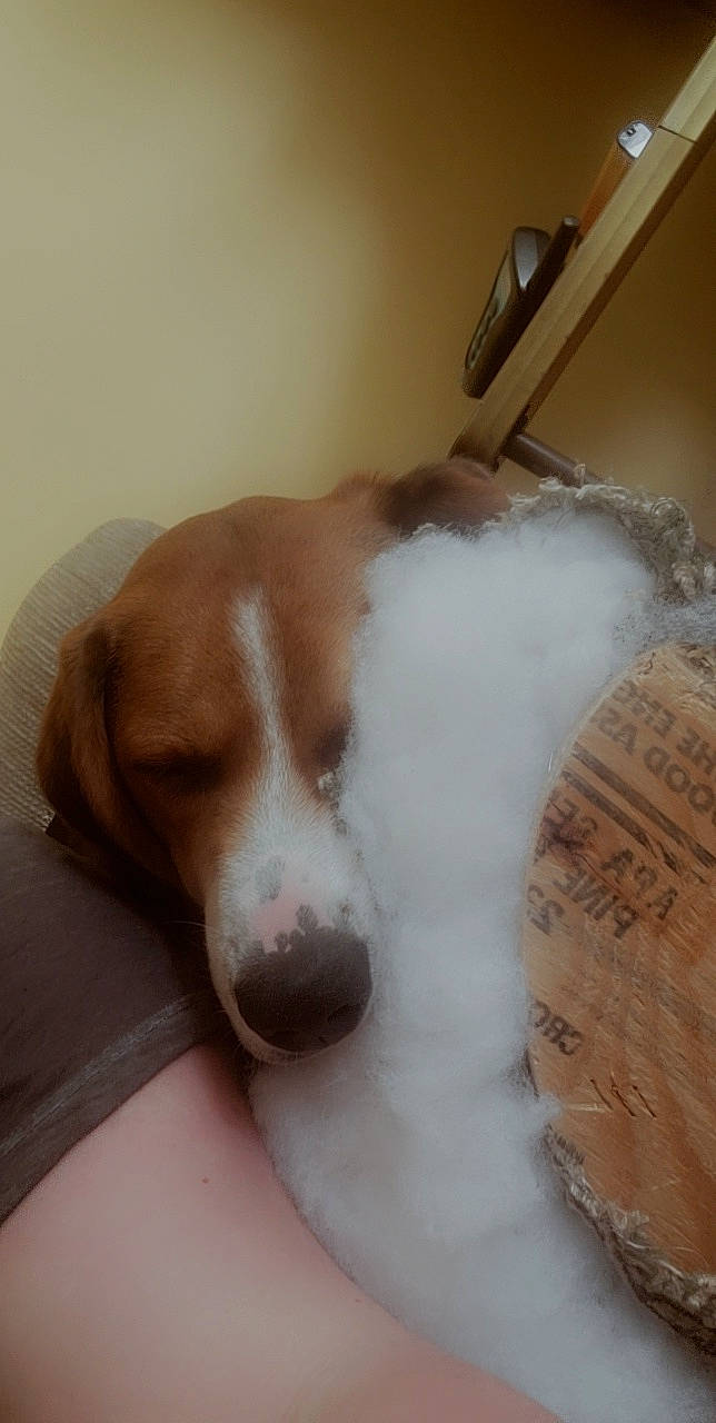 Amos is registered to the contest to win money with this photo: bored, carnivore, comfort, companion_dog, dog, dog_breed, ear, flooring, fur, gun_dog, hardwood, liver, paw, scent_hound, snout, sporting_group, wall_plate, whiskers, wood, working_animal