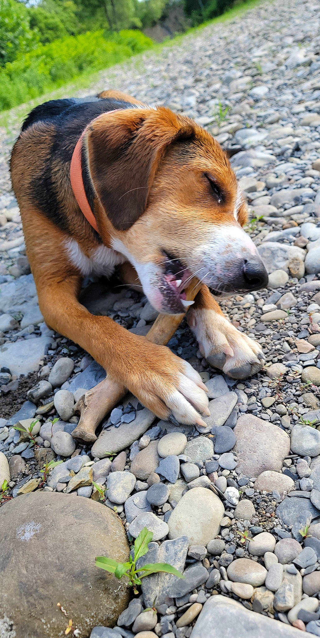 Amos is registered to the contest to win money with this photo: bedrock, carnivore, cobblestone, collar, companion_dog, dog, dog_breed, dunker, hunting_dog, paw, pebble, road_surface, rock, rubble, scent_hound, working_dog