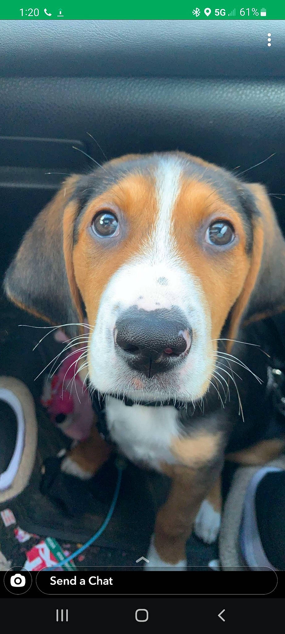 Amos is registered to the contest to win money with this photo: beagle, beagle_harrier, canidae, carnivore, companion_dog, dog, dog_breed, finnish_hound, hound, hunting_dog, scent_hound, snout, sporting_group, whiskers