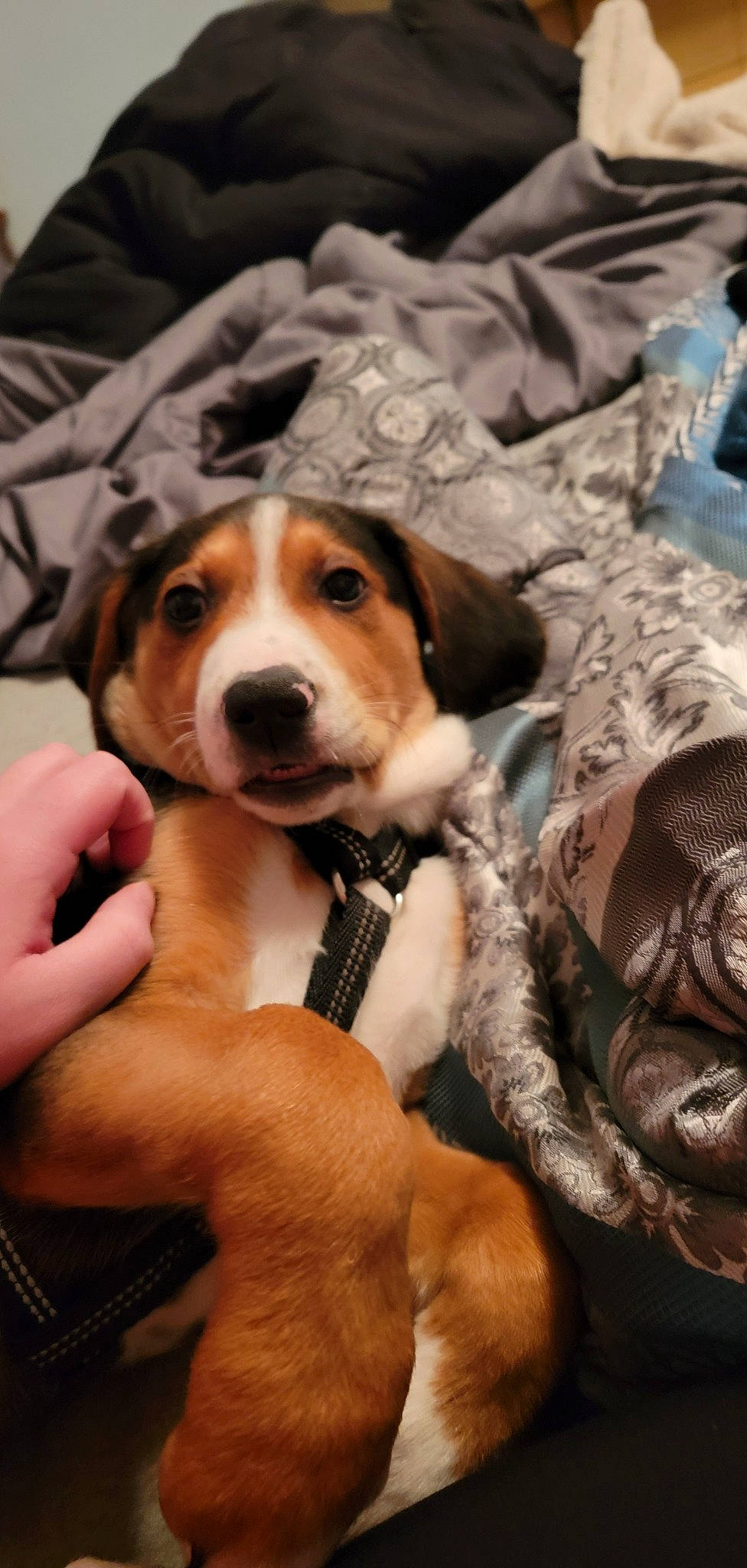 Amos is registered to the contest to win money with this photo: beagle, canidae, carnivore, collar, companion_dog, dog, dog_breed, fawn, finnish_hound, formal_wear, fur, hound, leash, puppy, puppy_love, scent_hound, snout, sporting_group, toy, whiskers