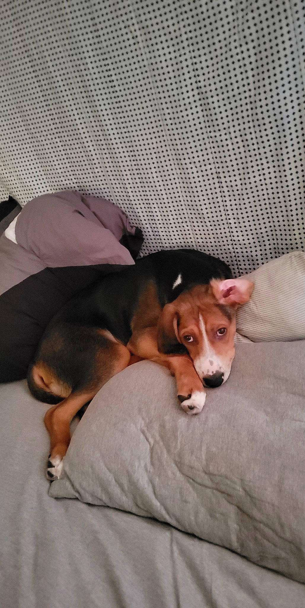 Amos is registered to the contest to win money with this photo: canidae, carnivore, comfort, companion_dog, dog, dog_breed, dog_supply, ear, fawn, fur, hound, linens, nap, scent_hound, snout, sporting_group, terrestrial_animal, working_animal