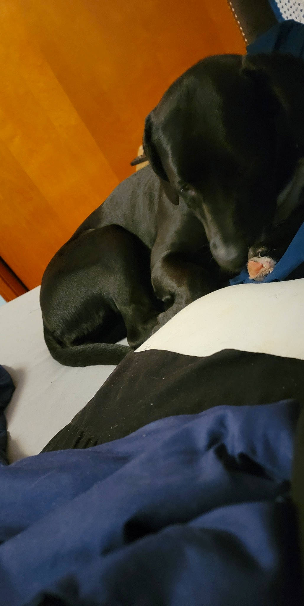 Agnes joined the competition — help win amazing prizes! bed, canidae, carnivore, comfort, companion_dog, dog, dog_breed, elbow, fawn, fur, grey, guard_dog, human_leg, knee, linens, nap, non_sporting_group, snout, sporting_group, working_animal