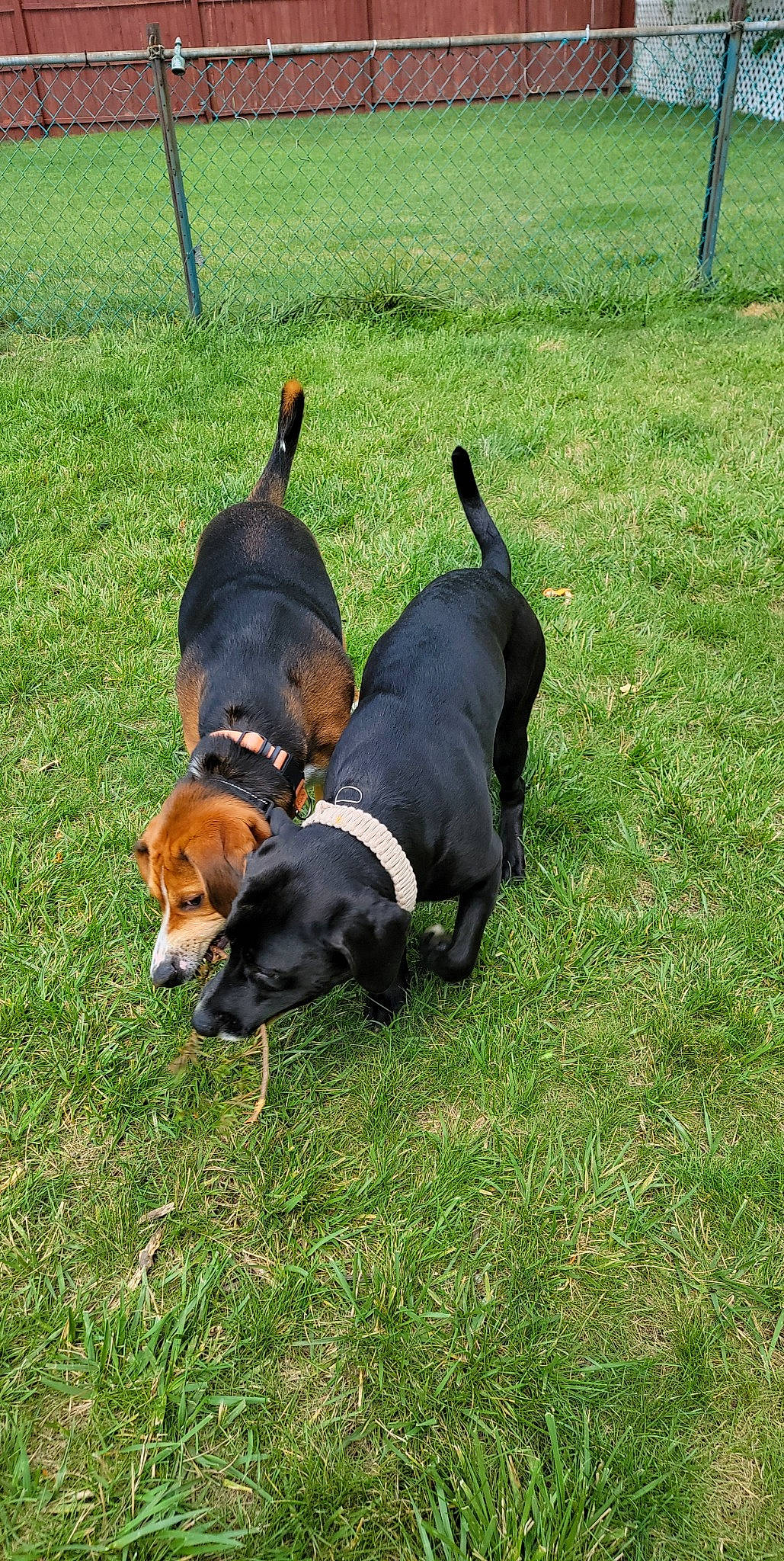 Agnes joined the competition — help win amazing prizes! beagle, beagle_harrier, canidae, carnivore, collar, companion_dog, dog, dog_breed, finnish_hound, grass, guard_dog, hound, hunting_dog, montenegrin_mountain_hound, plant, scent_hound, sporting_group, tail, working_animal, working_dog