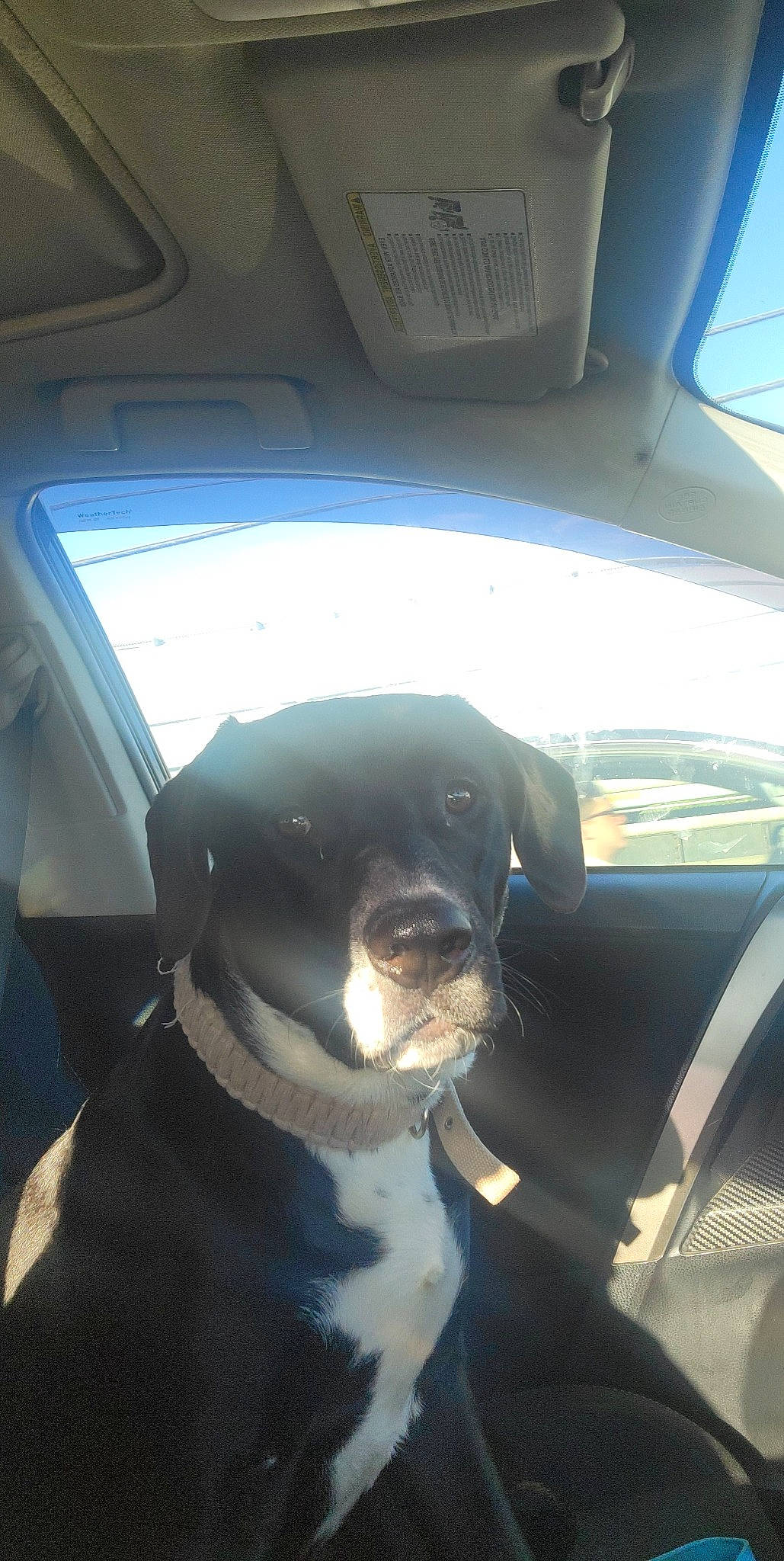 Agnes is registered to the contest to win money with this photo: automotive_design, automotive_exterior, automotive_mirror, car, car_seat, car_seat_cover, carnivore, collar, companion_dog, dog, dog_breed, fawn, fixture, goggles, hood, mode_of_transport, motor_vehicle, vehicle, vehicle_door, window