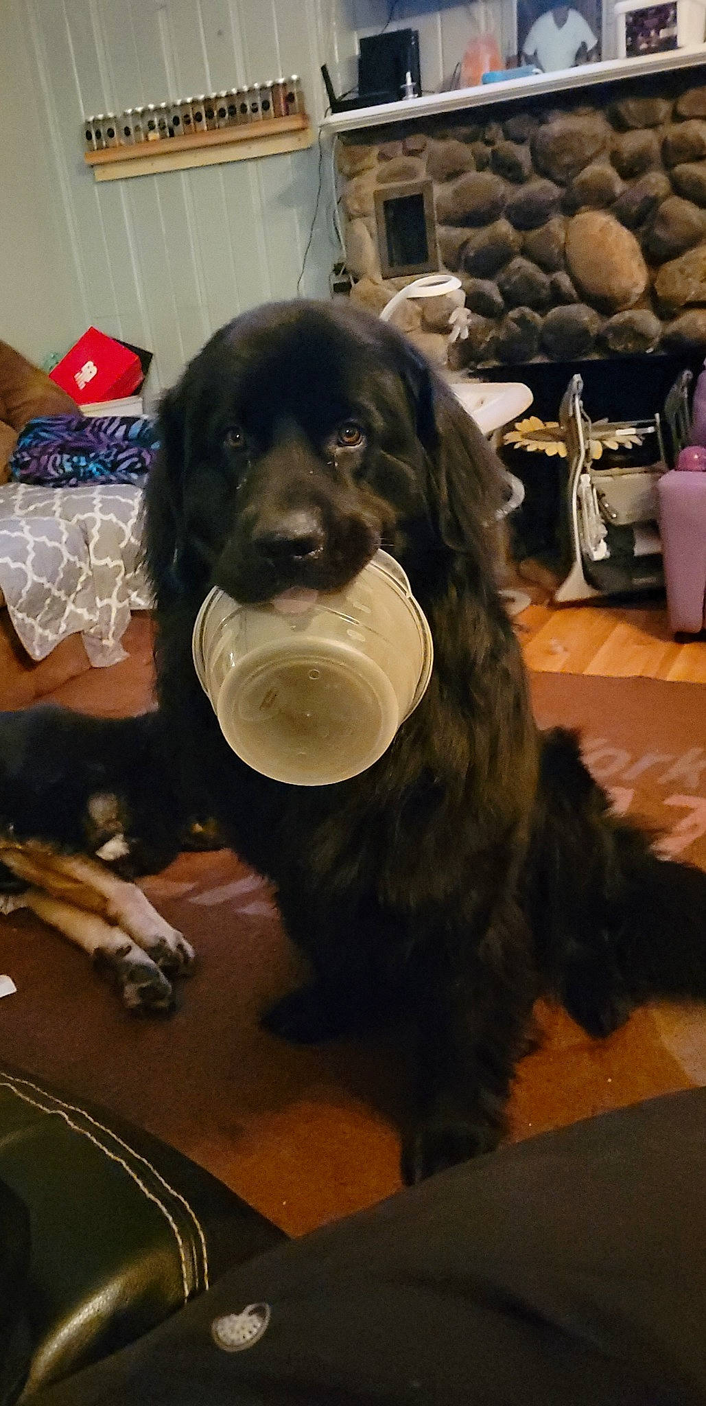 Harley joined the competition — help win amazing prizes! canidae, carnivore, companion_dog, dog, dog_breed, event, flooring, fur, guard_dog, gun_dog, plastic_bag, snout, sporting_group, working_animal, working_dog