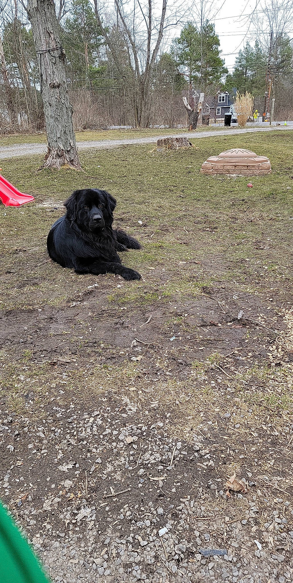 Harley is registered to the contest to win money with this photo: borador, canidae, carnivore, companion_dog, dog, dog_breed, grass, grassland, groundcover, guard_dog, gun_dog, hunting_dog, landscape, non_sporting_group, pasture, plant, soil, sporting_group, tree, working_animal