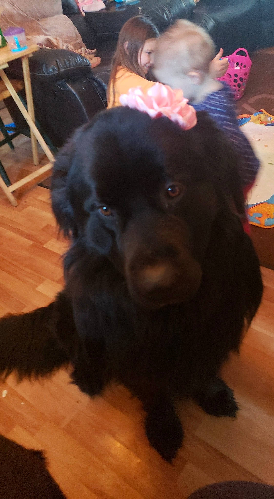 Harley joined the competition — help win amazing prizes! black, borador, canidae, carnivore, chair, companion_dog, dog, dog_breed, flooring, fur, gaddi_kutta, gun_dog, hardwood, hat, himalayan_sheepdog, liver, snout, sporting_group, working_animal, working_dog