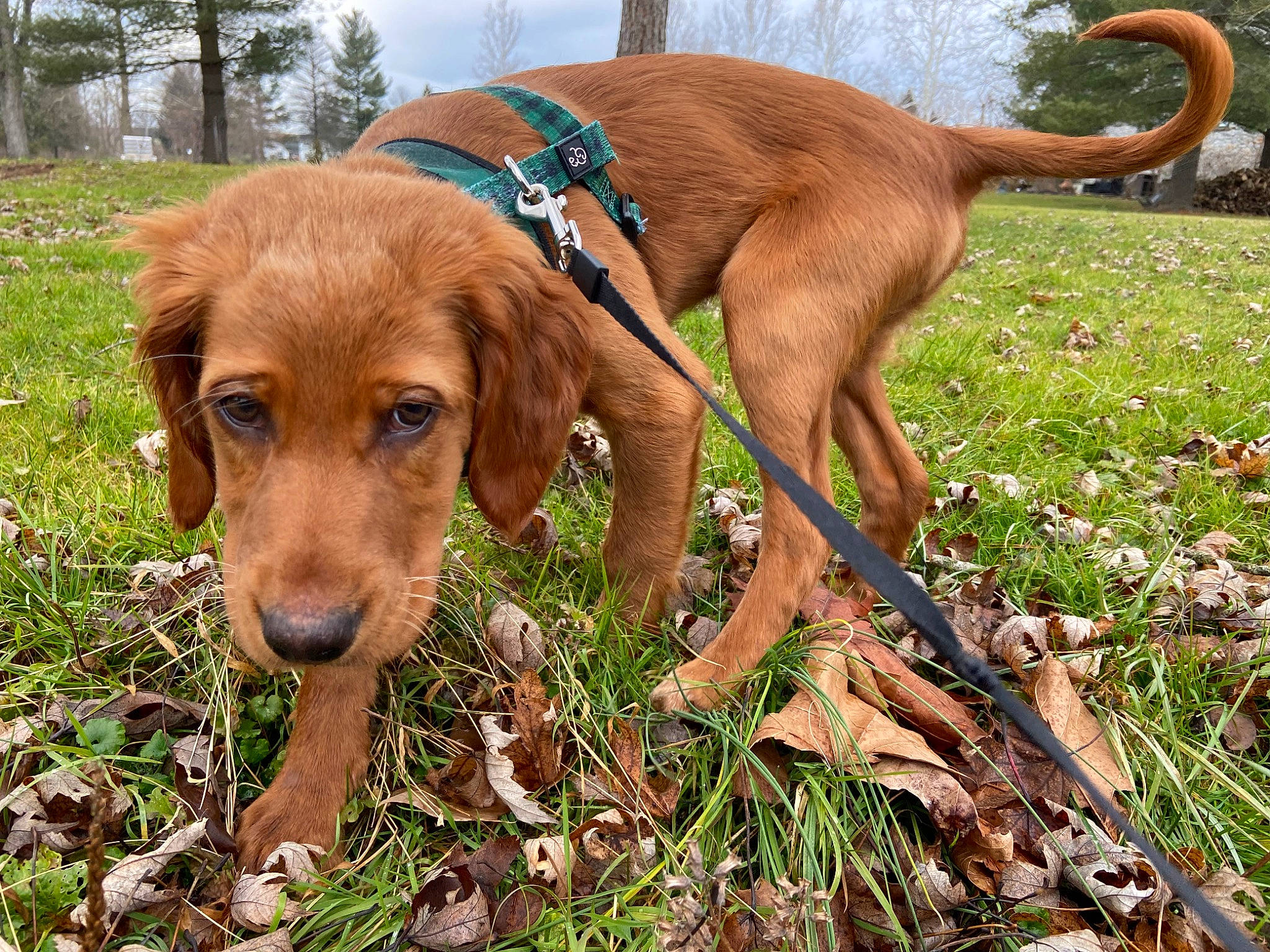 Coe is registered to the contest to win money with this photo: canidae, carnivore, collar, companion_dog, dog, dog_breed, dog_collar, fawn, grass, gun_dog, hound, liver, plant, sky, sporting_group, terrestrial_animal, tree, wildlife, working_animal, working_dog
