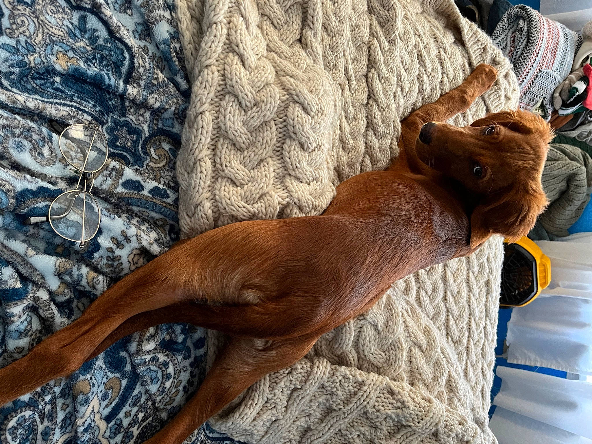 Coe is registered to the contest to win money with this photo: canidae, comfort, companion_dog, couch, dog, dog_breed, fawn, felidae, foot, fur, human_leg, liver, small_to_medium_sized_cats, sporting_group, tail, terrestrial_animal, whiskers, window, wood, working_animal