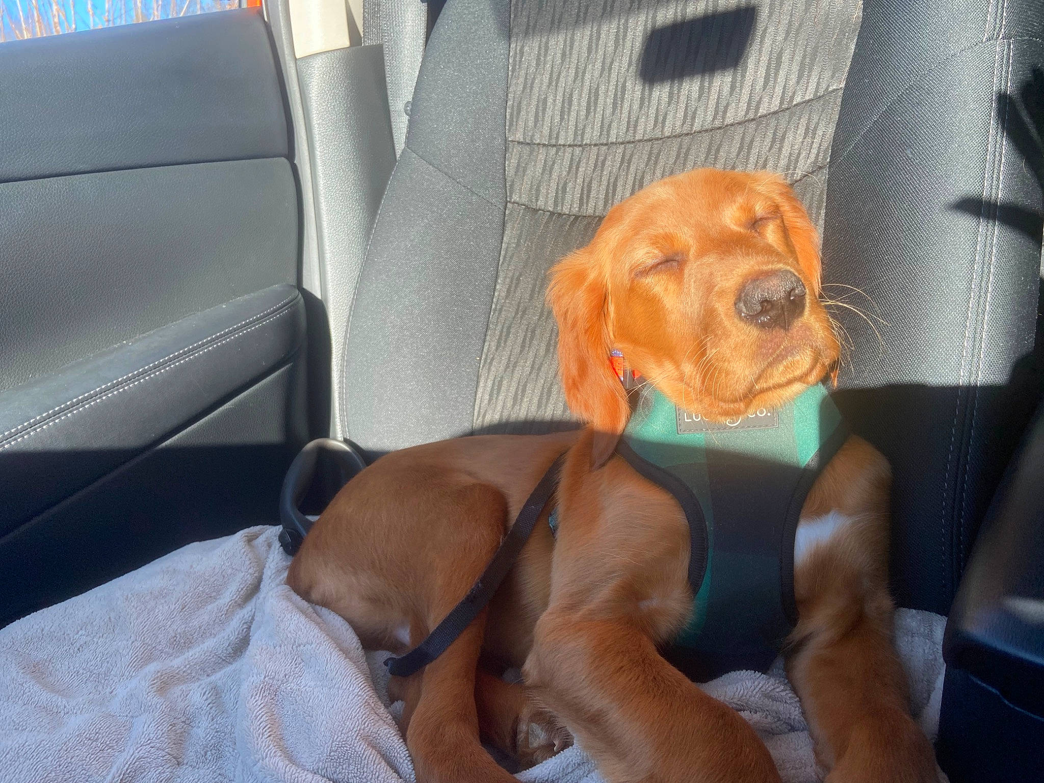 Coe joined the competition — help win amazing prizes! automotive_exterior, canidae, car_seat, car_seat_cover, carnivore, comfort, companion_dog, dog, dog_breed, dog_collar, dog_supply, fawn, hound, liver, snout, sporting_group, vehicle, vehicle_door, vertebrate, working_animal