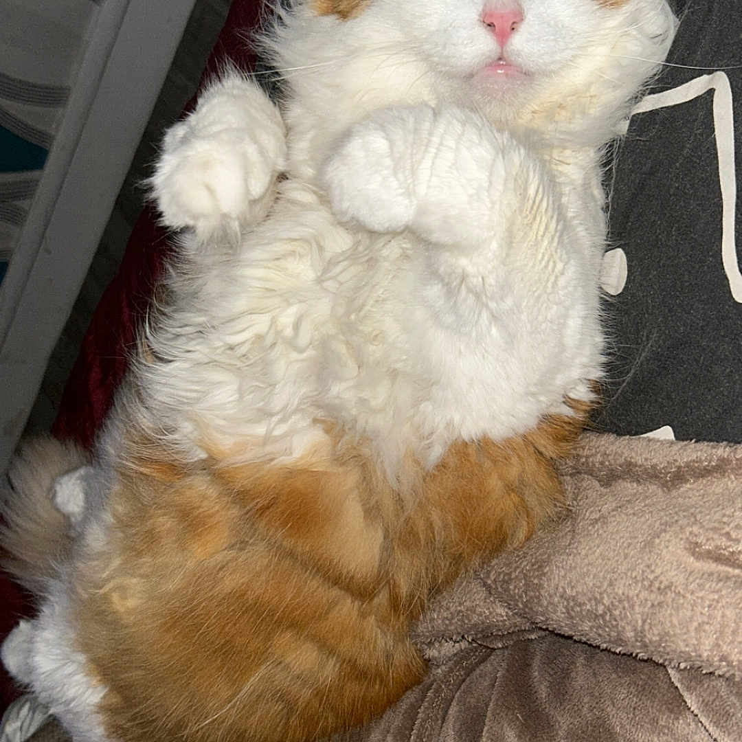 Zolkan participe au concours pour gagner de l'argent avec cette photo : cat, orange_and_white, sleeping, relaxed, fluffy, fur, whiskers, pink_nose, closed_eyes, paws, belly_up, indoor, bed, blanket, bedding, cozy, portrait, pet, cute, resting
