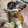 cat, cats, tabby_cat, orange_cat, white_cat, fluffy, fur, sleeping, lounging, relaxed, bed, blanket, bedroom, indoor, pet, animal, whiskers, ears, green_eyes, cozy