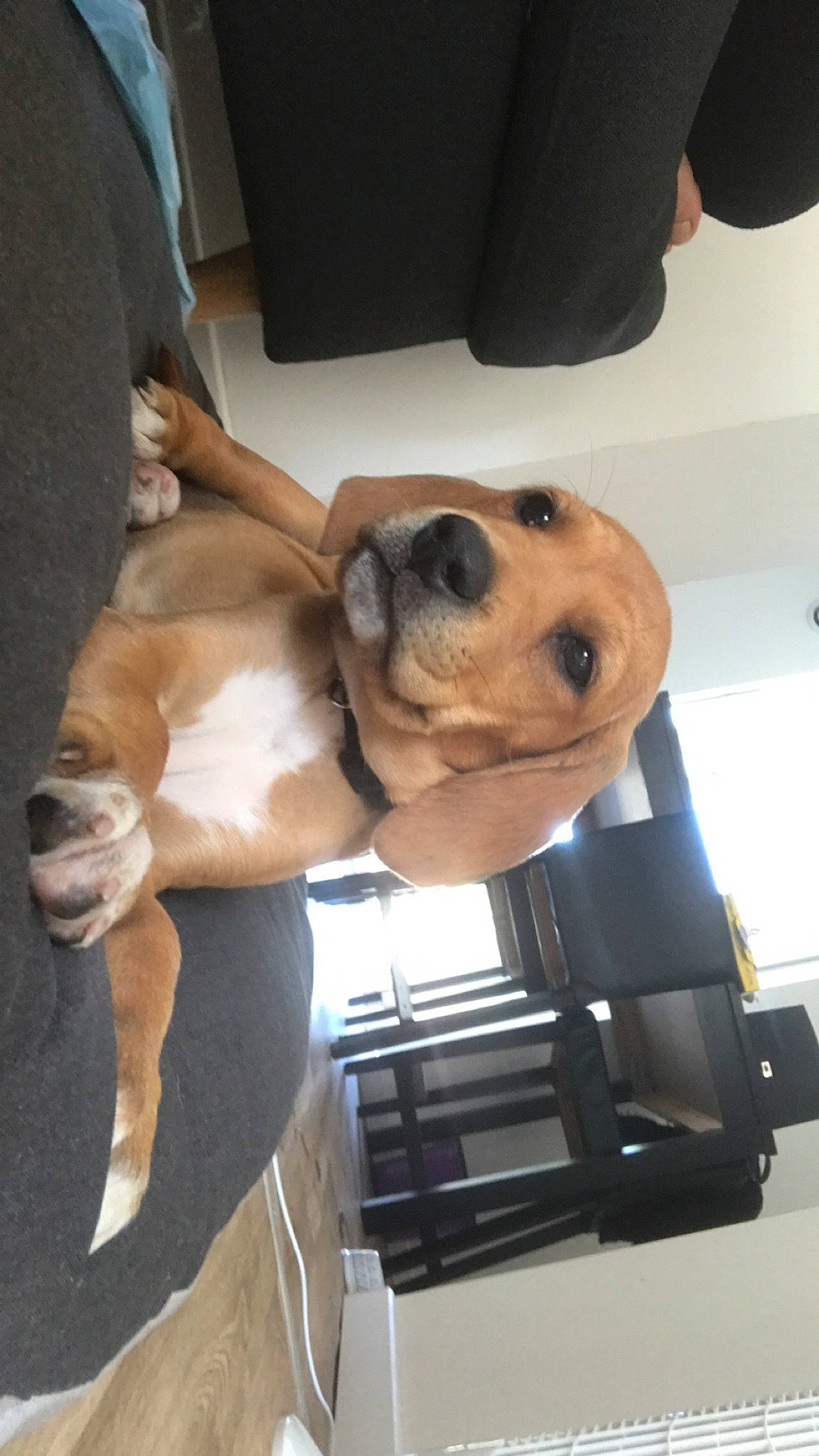 Nala participe au concours pour gagner de l'argent avec cette photo : american_pit_bull_terrier, beagle, black_mouth_cur, canidae, carnivore, dog, dog_breed, fawn, feist, mammal, puppy, puppy_love, snout, staffordshire_bull_terrier