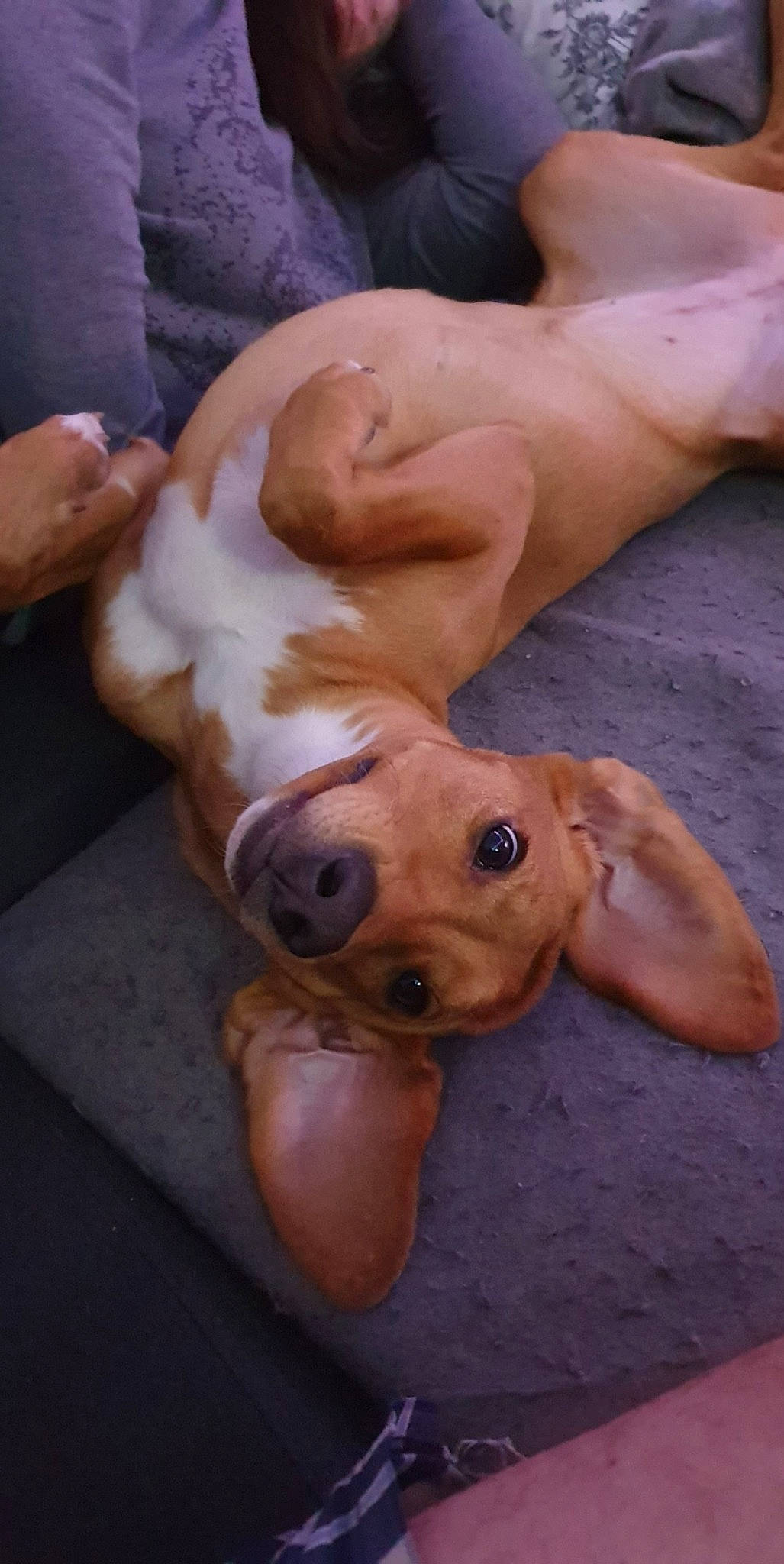 Nala participe au concours pour gagner de l'argent avec cette photo : american_pit_bull_terrier, canidae, carnivore, companion_dog, dog, dog_breed, ear, fawn, mammal, pit_bull, puppy, snout