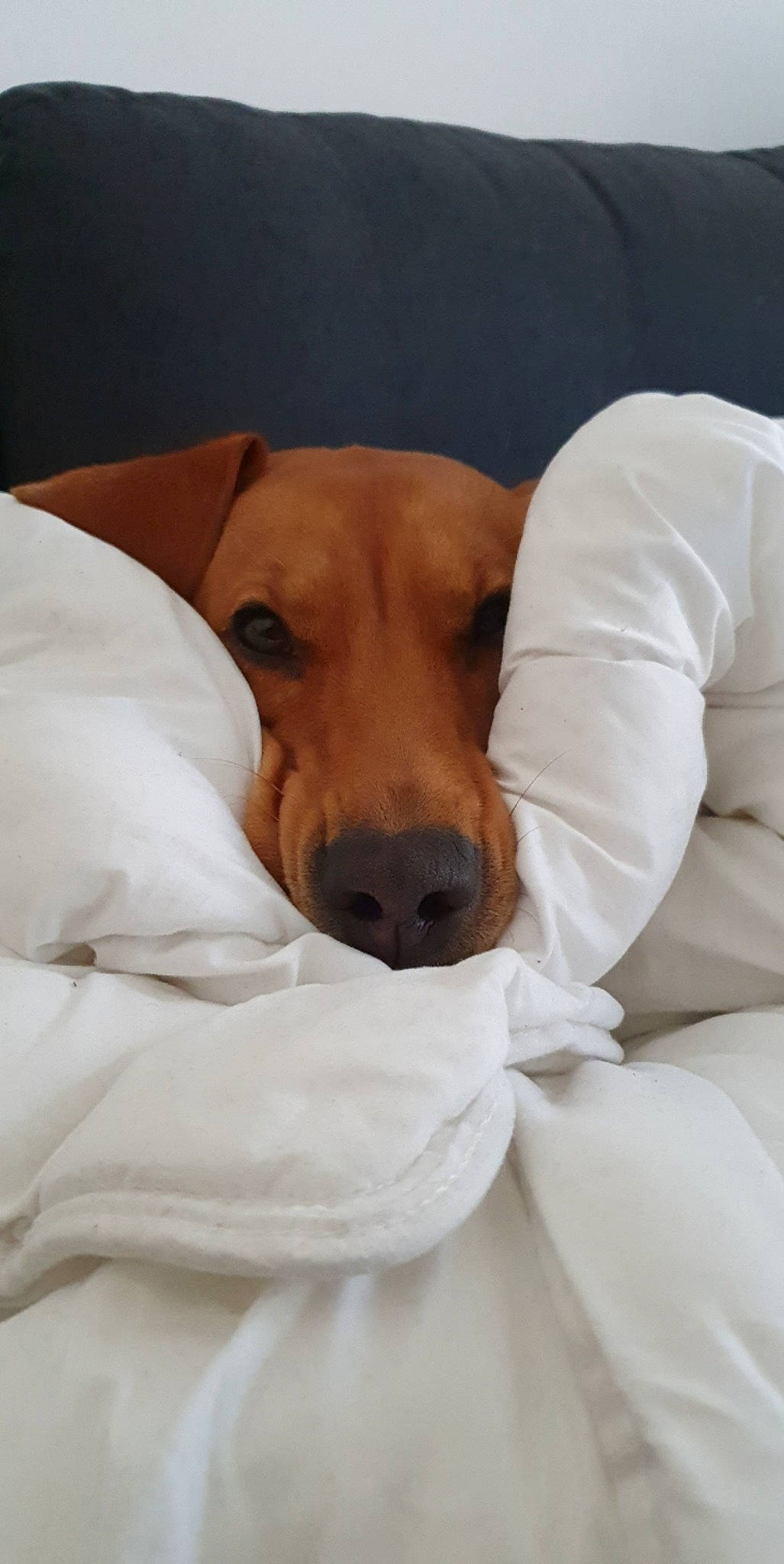 Nala a rejoint le concours — aidez-le/la à gagner de superbes lots ! canidae, carnivore, comfort, companion_dog, dog, dog_breed, mammal, nap, nose, sleep, snout, vertebrate