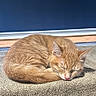 cat, sleeping, ginger_cat, curled_up, towel, sunlight, nap, indoor, cozy, relaxed, feline, pet, fur, ears, whiskers, peaceful, resting, animal, quiet, comfortable