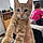 Chat
