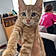 Chat